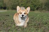 CORGI PEMBROKE 645